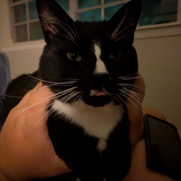 Meet your Posher, Sierra - Picture 2 of 2